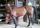 Quarter Horse - Horse for Sale in , PA Quarter Horse - Horse for Sale in , PA