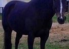 Quarter Horse - Horse for Sale in , PA 