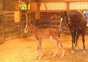 Quarter Horse (Quarter Horse, Mare) in PA