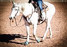 Quarter Horse Mare for Sale in Penrose, Colorado Quarter Horse Mare for Sale in Penrose, Colorado
