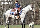 Pony of the Americas - Horse for Sale in Brodhead, KY 40501