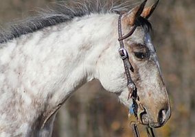 Pony of the Americas (Pony of the Americas, Gelding) in Brodhead, KY