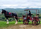 Clydesdale - Horse for Sale in Taneyville, MO 65759 Clydesdale - Horse for Sale in Taneyville, MO 65759