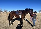 Thoroughbred - Horse for Sale in Amarillo, TX 79022 Thoroughbred - Horse for Sale in Amarillo, TX 79022
