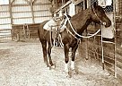 Quarter Horse - Horse for Sale in , PA Quarter Horse - Horse for Sale in , PA