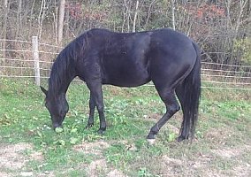 Quarter Horse (Quarter Horse, Mare) in PA