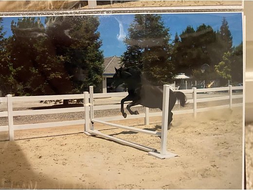 Older Hunter/Jumper