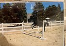 Thoroughbred - Horse for Sale in Clovis, CA 93619