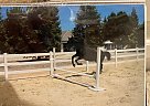 Thoroughbred - Horse for Sale in Clovis, CA 93619 Thoroughbred - Horse for Sale in Clovis, CA 93619