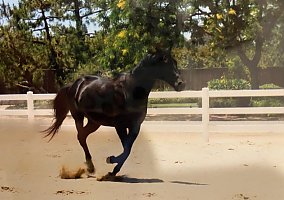 Thoroughbred (Thoroughbred, Gelding) in Clovis, CA