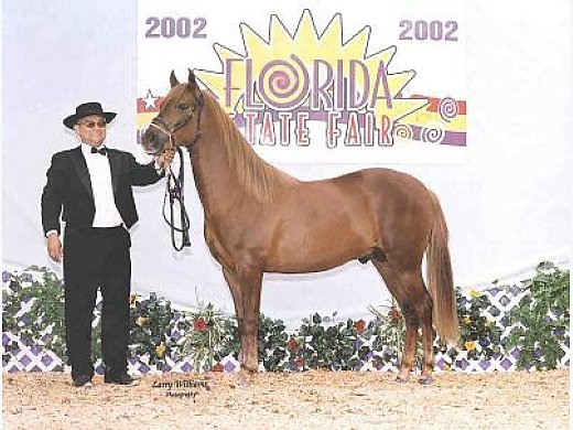Outstanding Fino Prospect