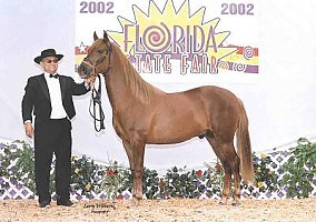 Paso Fino (Paso Fino, Stallion) in Landrum, SC