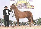 Paso Fino - Horse for Sale in Landrum, SC 32820