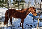 Bret Hamrick - Gelding in Grand Marais, MN Bret Hamrick - Gelding in Grand Marais, MN