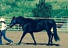 Welsh Pony Gelding for Sale in Schuyler, Nebraska Welsh Pony Gelding for Sale in Schuyler, Nebraska