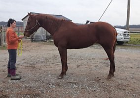 Quarter Horse (Quarter Horse, Mare) in Clay City, IN