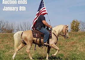 Tennessee Walking (Tennessee Walking, Gelding) in Whitley city, KY