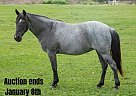 Tennessee Walking - Horse for Sale in Pinckney, MI 40501