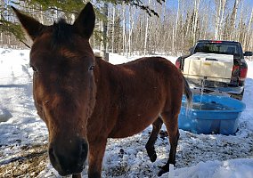Curly (Curly, Gelding) in Grand Marais, MN