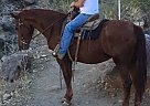 Warmblood - Horse for Sale in Buckeye, AZ 95326