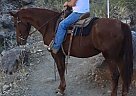Warmblood - Horse for Sale in Buckeye, AZ 95326 Warmblood - Horse for Sale in Buckeye, AZ 95326