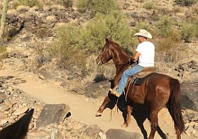Warmblood (Warmblood, Mare) in Buckeye, AZ
