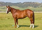 4 yr old Mare-Barrells, Poles, R... Miss Color Me Pepper
