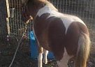 Miniature Gelding for Sale in Loris, South Carolina Miniature Gelding for Sale in Loris, South Carolina