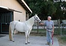 Gorgeous Gray Quarter Horse Mare... Quarter Horse Mare