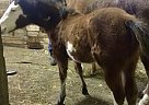 Paint Mare for Sale in Youngstown, Ohio Paint Mare for Sale in Youngstown, Ohio