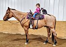 Cinnamon - Gelding in Park Rapids, MN Cinnamon - Gelding in Park Rapids, MN