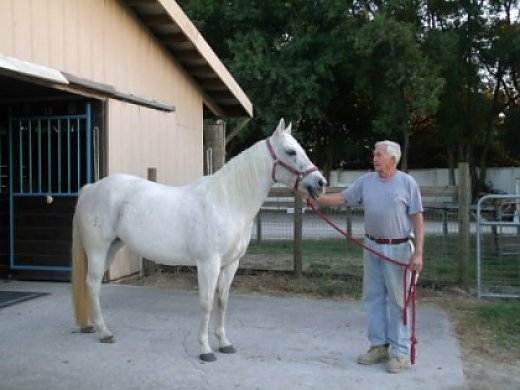 Gorgeous Gray Quarter Horse Mare for Sale Or Lease