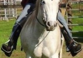 Quarter Horse (Quarter Horse, Mare) in Parrish, FL