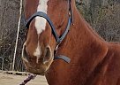 Jaxx - Gelding in Gatineau, QC Jaxx - Gelding in Gatineau, QC