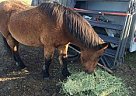 - Mare in Roy, WA - Mare in Roy, WA