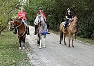 Mule - Horse for Sale in Palm Beach Gardens, FL 33410