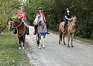 Mule - Horse for Sale in Palm Beach Gardens, FL 33410