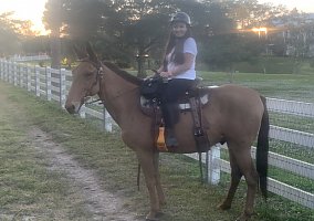 Mule (Mule, Gelding) in Palm Beach Gardens, FL