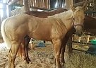 Quarter Horse Stallion for Sale in Sonora, Kentucky Smokin Gold Bars