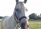 Purebred Arabian Mare For Sale Maggs Silver Lady