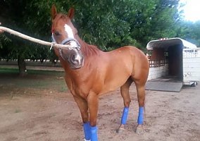 Quarter Horse (Quarter Horse, Gelding) in Sahuarita, AZ