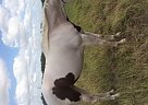 Rope Horse Prospect Paint Mare