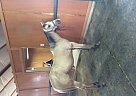 Yearling for Sale (feb. 20, 15) Hackney Mare