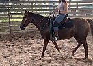 Penny - Mare in Tampa, FL