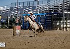 Quarter Horse - Horse for Sale in Sheridan, WY 82801