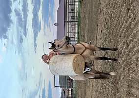 Quarter Horse (Quarter Horse, Gelding) in Sheridan, WY