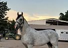 Andalusian - Horse for Sale in Industry, CA 91745