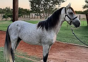 Andalusian / PRE (Andalusian / PRE, Stallion) in Industry, CA