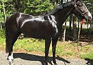 Georgia - Mare in Quispamsis, NB Georgia - Mare in Quispamsis, NB