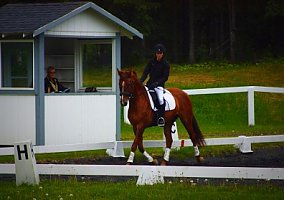 Warmblood (Warmblood, Mare) in Hendersonville, NC